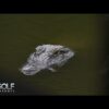 Gator gets a front-row seat to Vince Whaley’s shot at Sanderson Farms Championship | Golf Channel