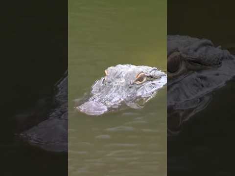 Hazard? More like home turf 🐊