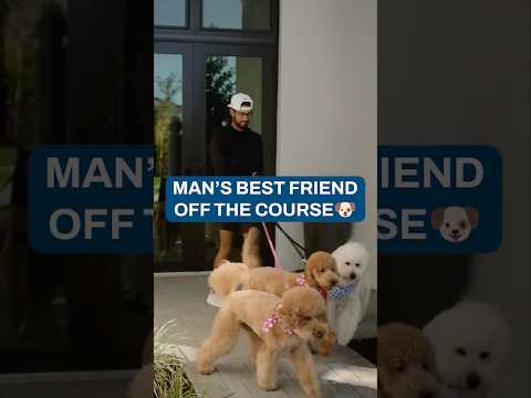 Meet Akshay’s golden doodles ๐ถ