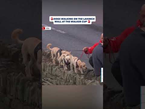๐จ DOGS AT THE WALKER CUP ๐